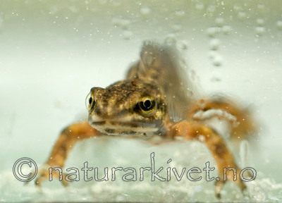 bb 06 0001 / Lissotriton vulgaris / Småsalamander